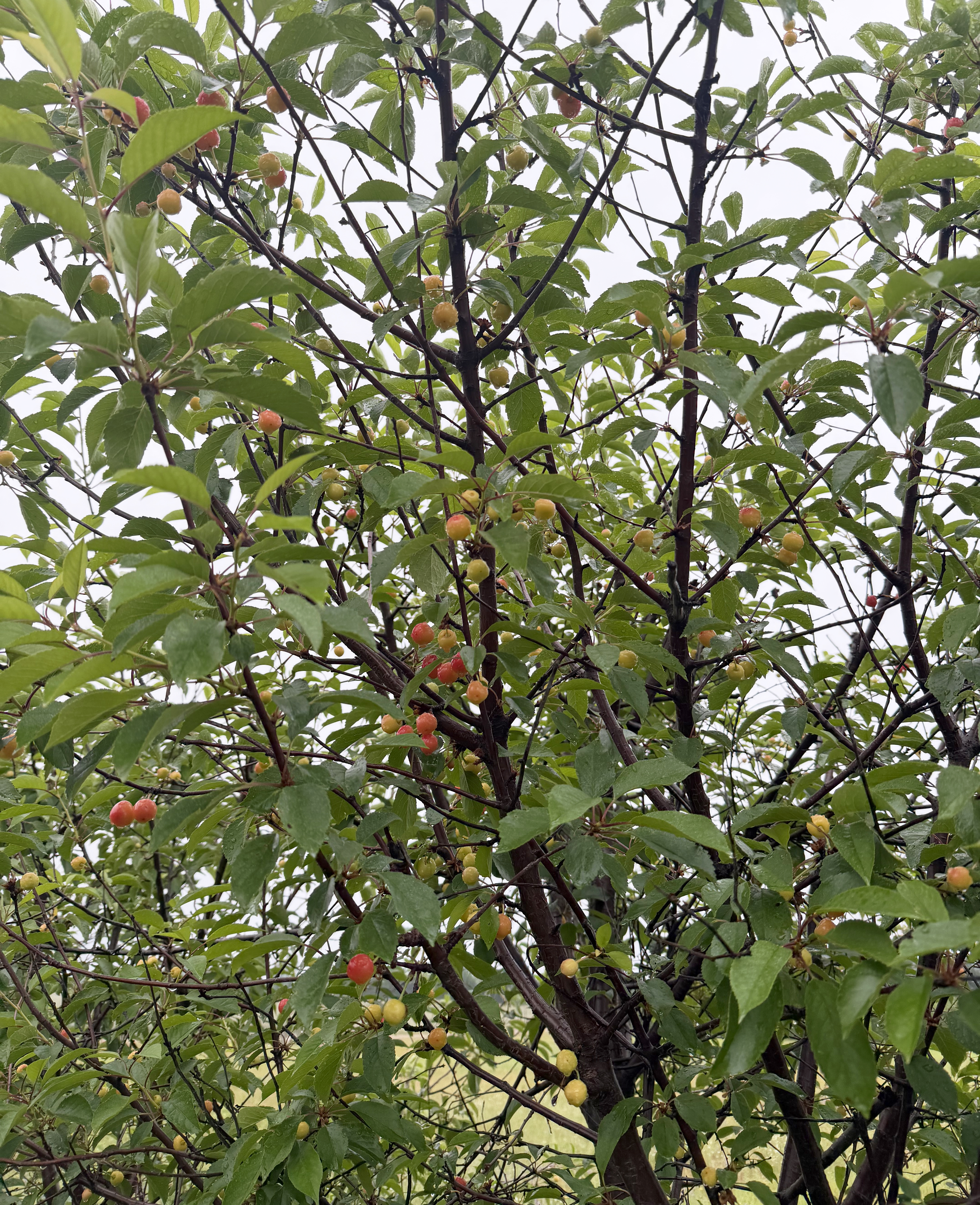 Cherries on a tree in varying stages of ripeness